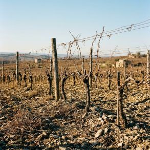 Paisaje de viñedos otoñales sobre suelo pedregoso bajo un cielo despejado de otoño