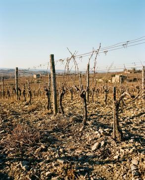 Paisaje de viñedos otoñales sobre suelo pedregoso bajo un cielo despejado de otoño