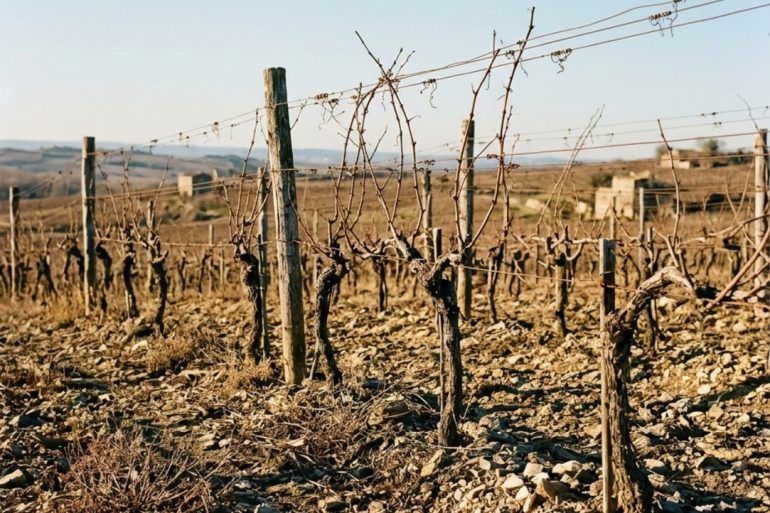 Paisaje de viñedos otoñales sobre suelo pedregoso bajo un cielo despejado de otoño