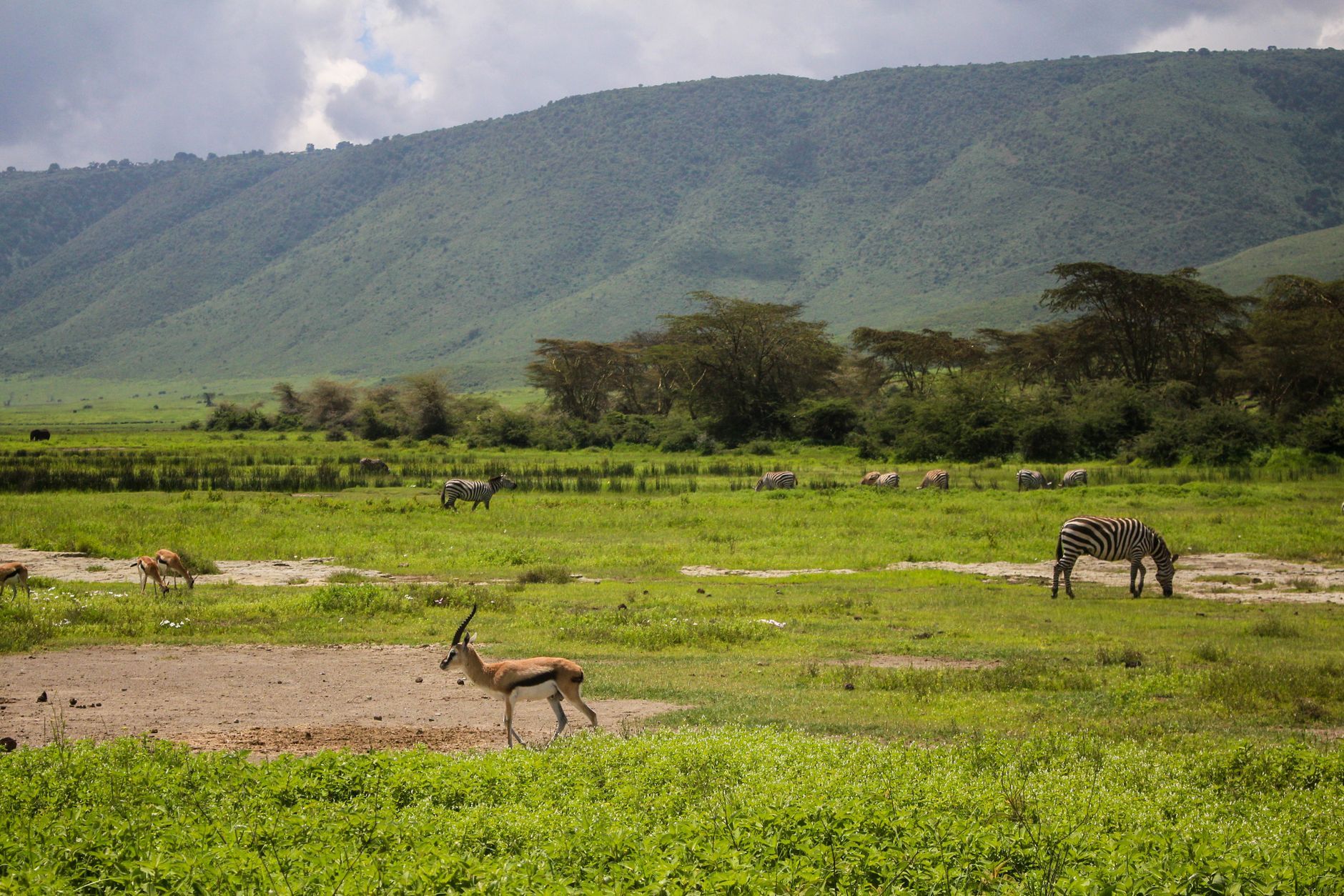 Viaje a Tanzania: la ruta de safari y costa de Arusha a Zanzíbar - imagen 3